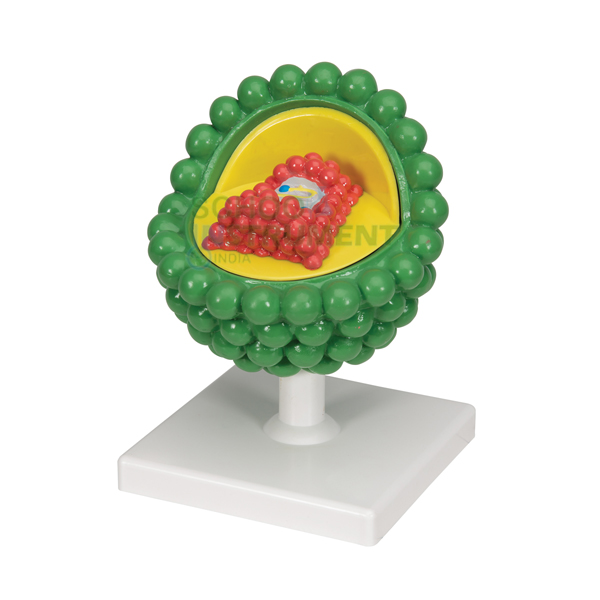 HIV AIDS Model